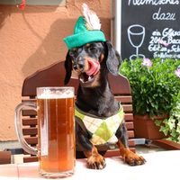 Pet Store Coupon Code